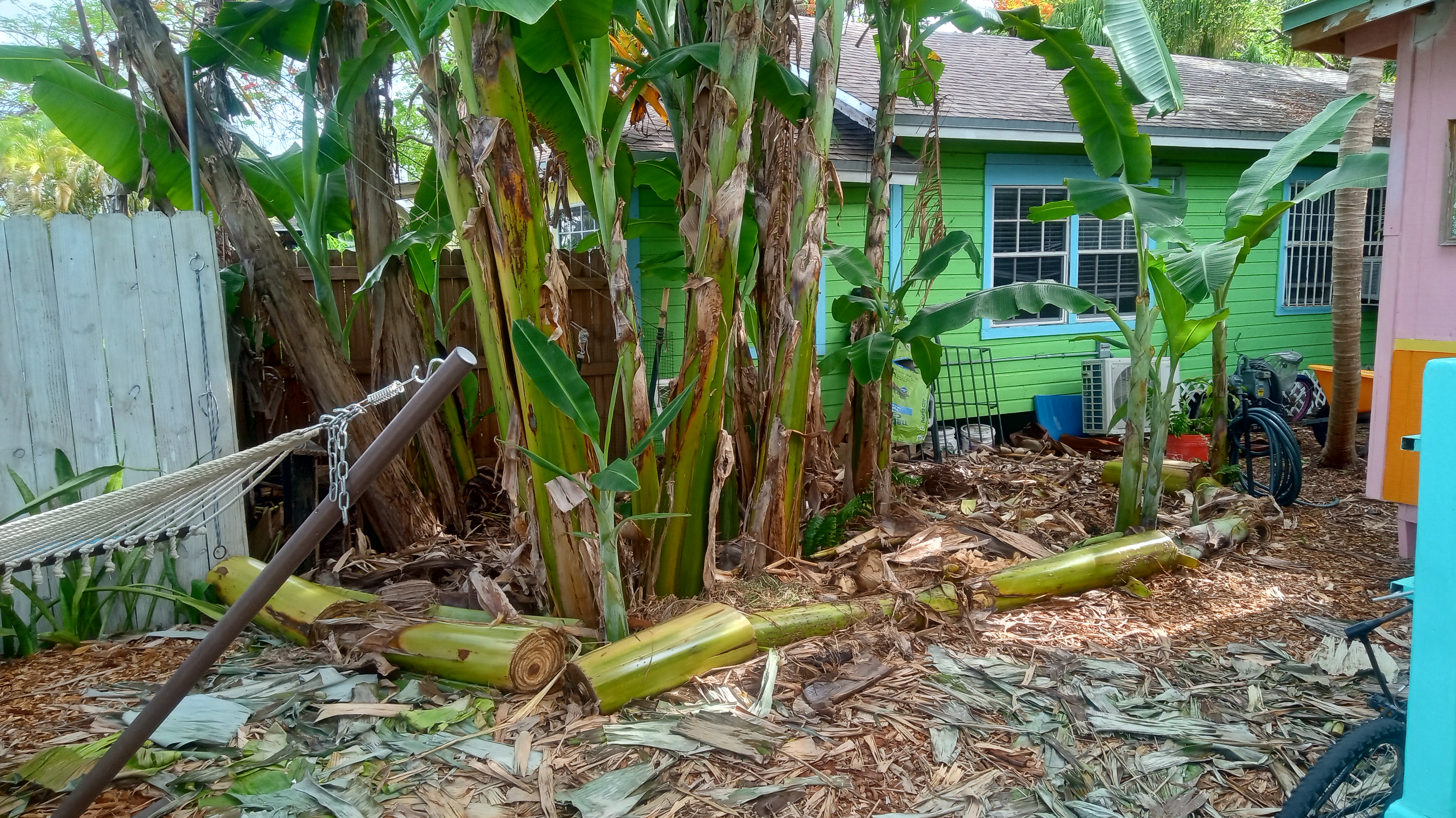 Barry farm banana trees